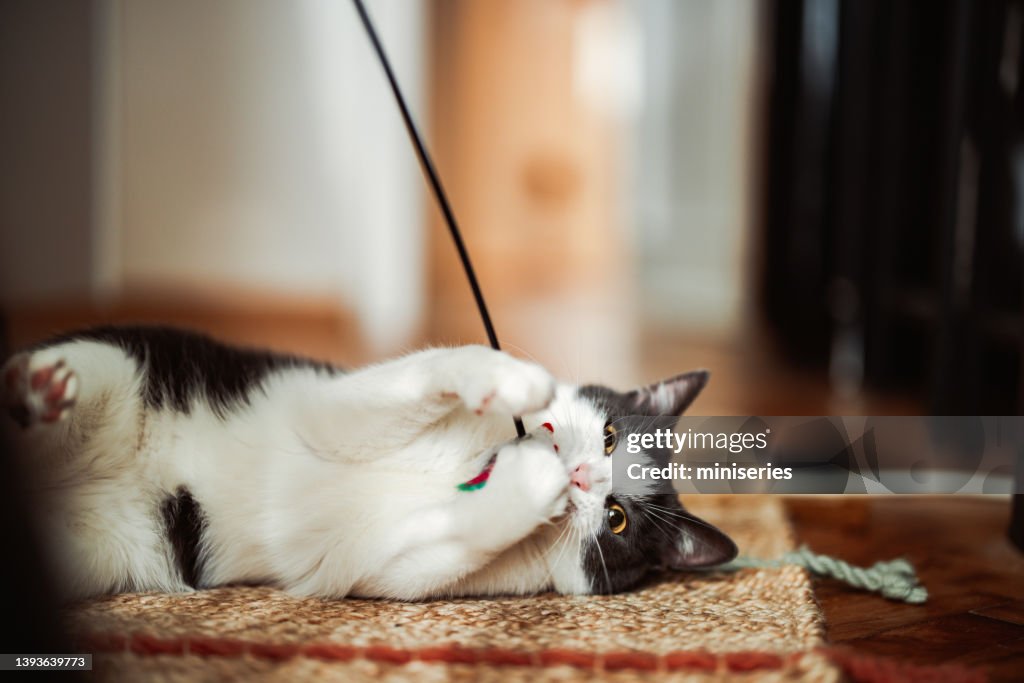 Anonymous Person Playing With the Cat Using Cat Toy