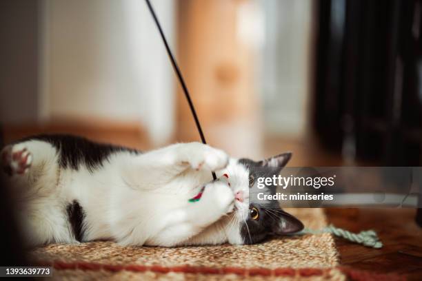 anonymous person playing with the cat using cat toy - grey and white kittens stock pictures, royalty-free photos & images