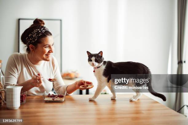 owner and a cat share a breakfast - cat walking stock pictures, royalty-free photos & images