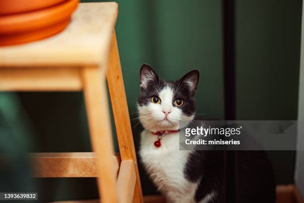 portrait of a cat sitting on the floor - collar stock pictures, royalty-free photos & images