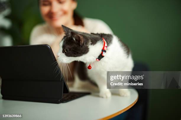 cat distracting an unrecognizable woman from working at home - zoom in office stock pictures, royalty-free photos & images