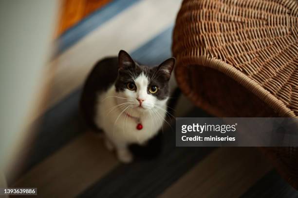 portrait of a cute cat - kraag stockfoto's en -beelden