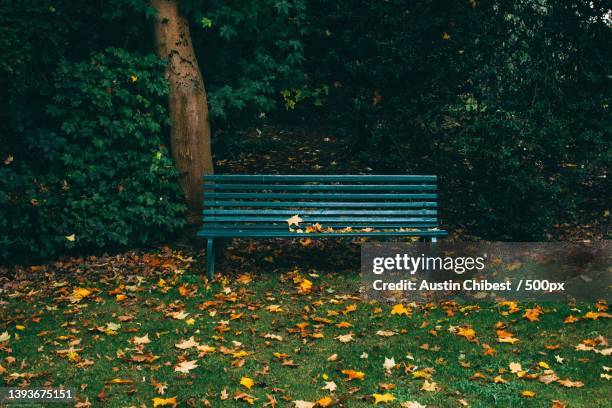 the nature of the jungle,empty bench in park,australia - park bench stock pictures, royalty-free photos & images