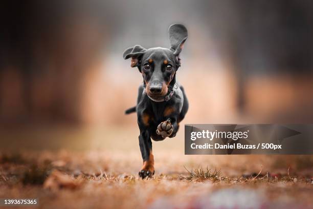 on half leg too,portrait of dachshund running on field - teckel stock-fotos und bilder