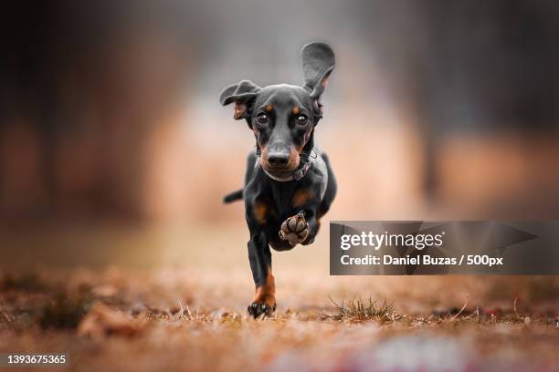 on half leg too,portrait of dachshund running on field - daschund bildbanksfoton och bilder