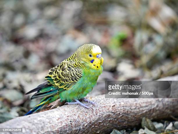parrot bird,close-up of parrot perching on tree - インコ ストックフォトと画像
