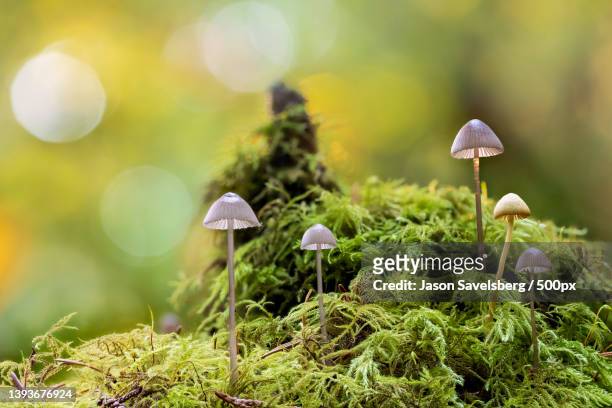 fairy mushroom toadstools,close-up of mushrooms growing on tree,seattle,washington,united states,usa - close up of muhroom growing outdoors stock pictures, royalty-free photos & images