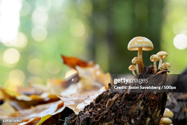 mushroom point,close-up of mushrooms growing on tree trunk,seattle,washington,united states,usa - close up of mushroom growing outdoors stock pictures, royalty-free photos & images