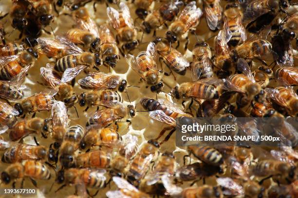 inside the hive,close-up of bees on honeycomb - swarm of insects 個照片及圖片檔
