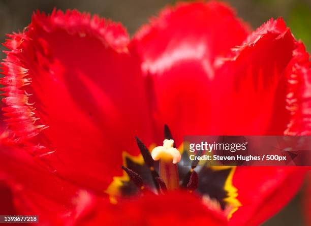 bold fringed,close-up of red rose flower - tulipa fringed beauty stock pictures, royalty-free photos & images