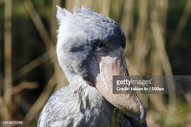 close-up of shoebilled stork - shoebilled stork stock pictures, royalty-free photos & images