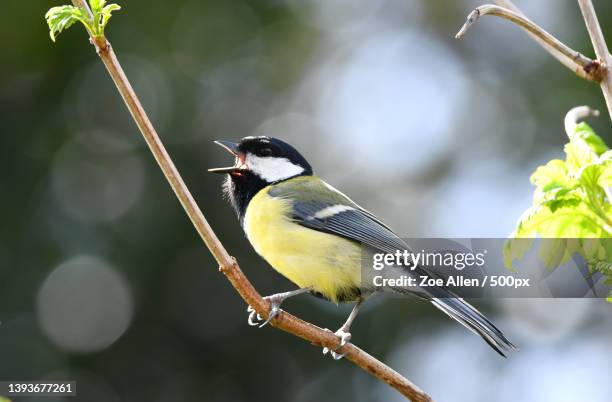 great tit singing,close-up of songgreat tit perching on branch,bournemouth,united kingdom,uk - zangvogels stockfoto's en -beelden