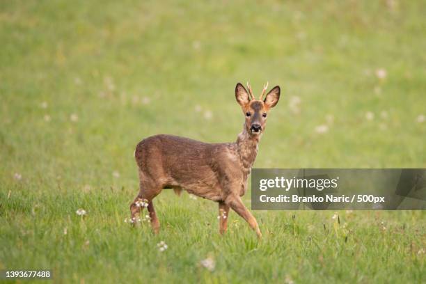 portrait of roe deer standing on field,germany - a female deer stockfoto's en -beelden