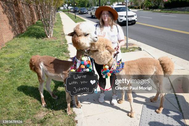 Two alpacas wear a sign that reads "we're with you Johnny" outside court during the Johnny Depp v. Amber Heard civil trial at Fairfax County Circuit...