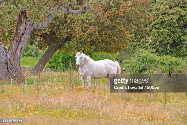 caballo blanco,portrait of horse standing on field,pozos de hinojo,salamanca,spain - caballo blanco stock pictures, royalty-free photos & images