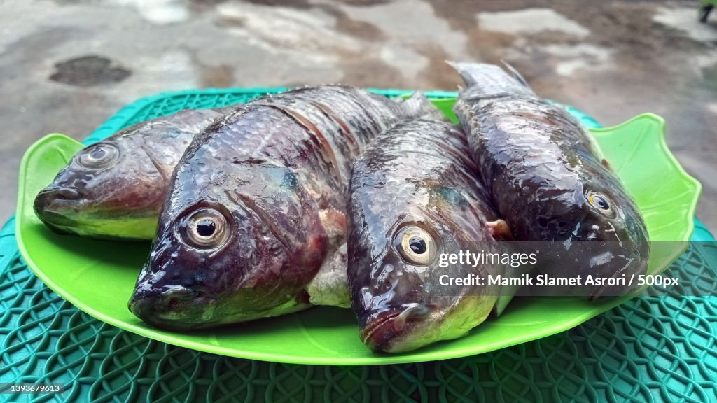 Closeup view of a group of nile tilapia on the plate,Tulungagung,Indonesia