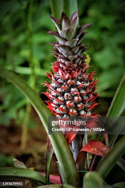 pineapple natures symmetry,close-up of pineapple growing on plant,chennai,tamil nadu,india - pineapple plant stock-fotos und bilder