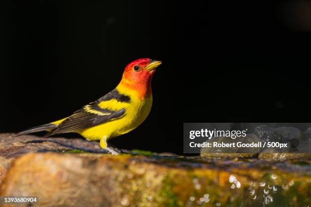 adult male western tanager,close-up of songwestern tanager perching on rock,montecito,california,united states,usa - piranga ludoviciana stock pictures, royalty-free photos & images