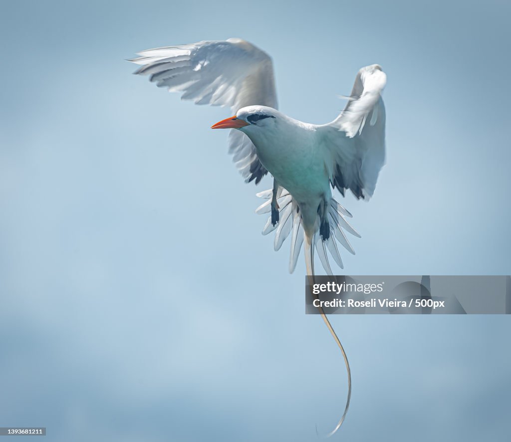 Longtail Ocean Bird,Low angle view of tern flying against sky,Bermuda