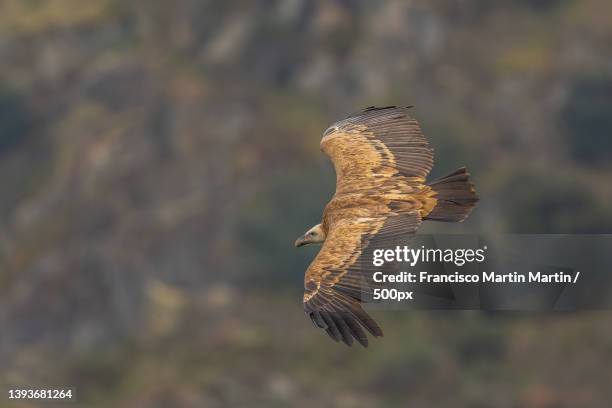 buitre leonado,close-up of eagle flying over field,provincia de salamanca,spain - leonado stock pictures, royalty-free photos & images