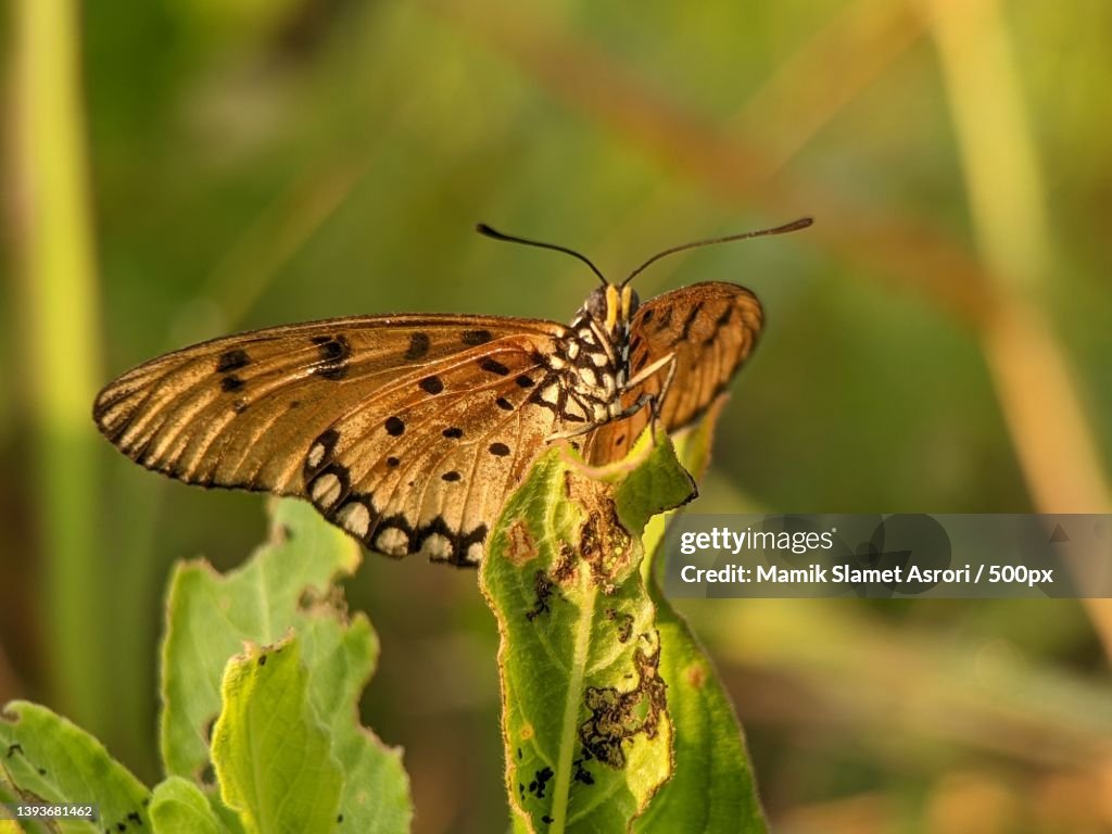 The acraea terpsicore,Or known as tawny coster butterfly,Indonesia