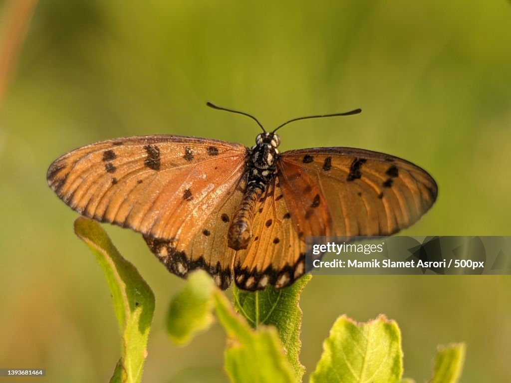 The acraea terpsicore,Or known as tawny coster butterfly,Indonesia