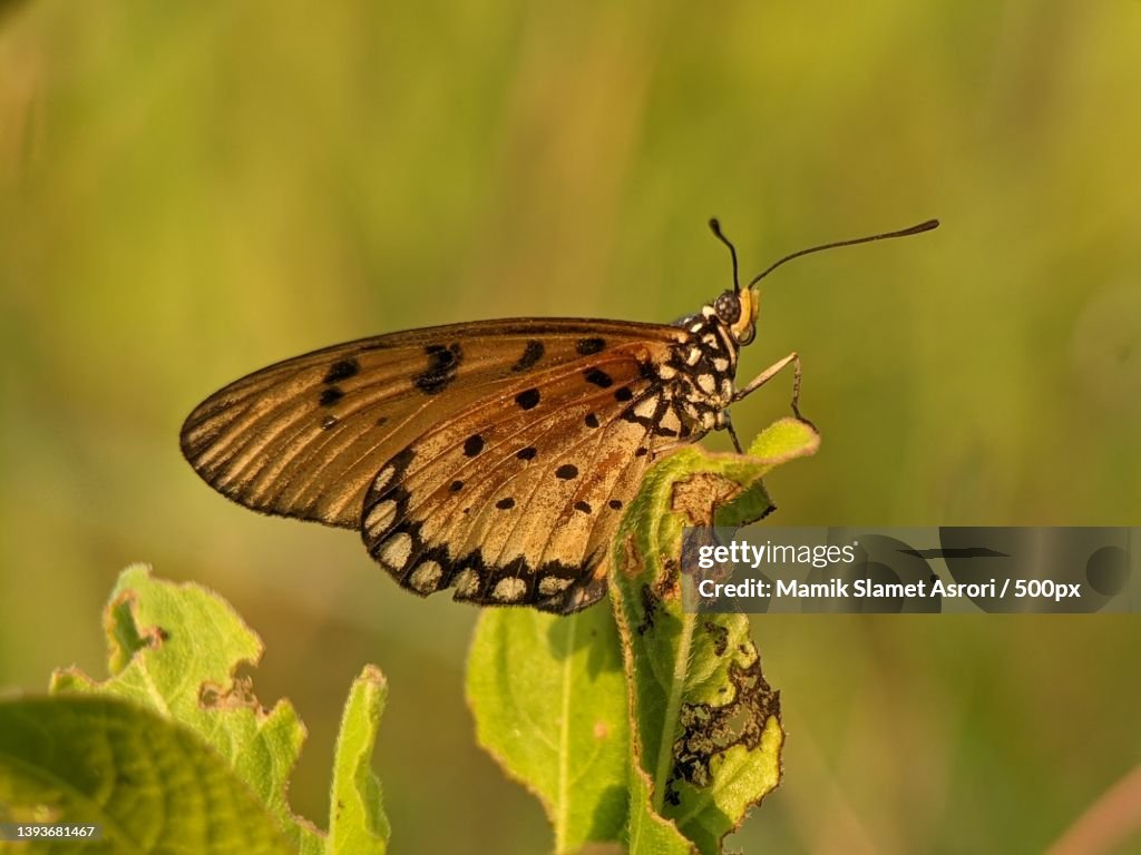 The acraea terpsicore,Or known as tawny coster butterfly,Indonesia
