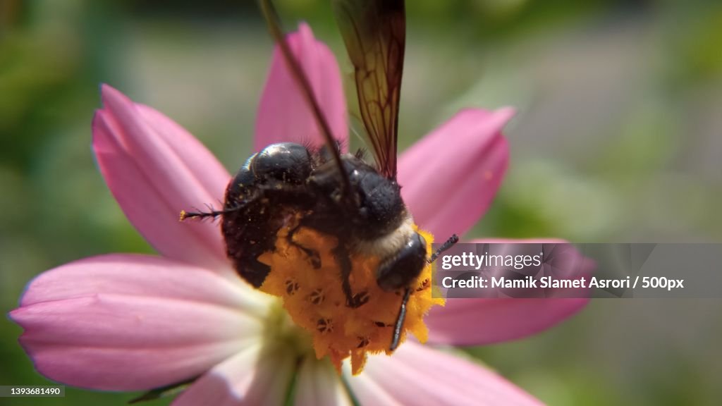 Macro view of a scolia on the flower,Tulungagung,Indonesia