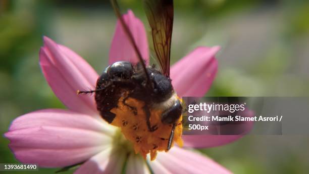 macro view of a scolia on the flower,tulungagung,indonesia - scolia stock pictures, royalty-free photos & images