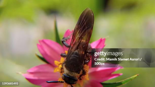 macro view of a scolia on the flower,tulungagung,indonesia - scolia stock pictures, royalty-free photos & images