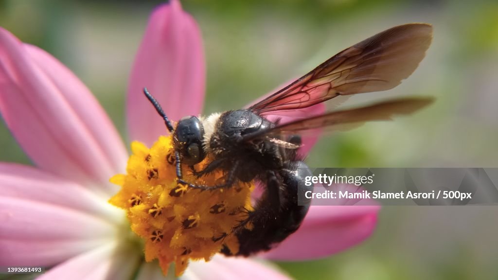 Macro view of a scolia on the flower,Tulungagung,Indonesia