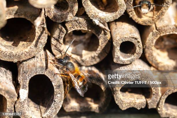 pollinisateurs - osmie cornue,close-up of bees on honeycomb,france - fleur macro stock pictures, royalty-free photos & images