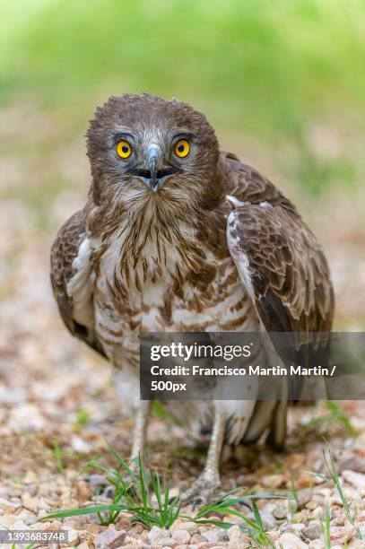 aguila culebrera,close-up portrait of owl perching on field,vi casa campo,spain,casa campo - eurasian buzzard stock pictures, royalty-free photos & images