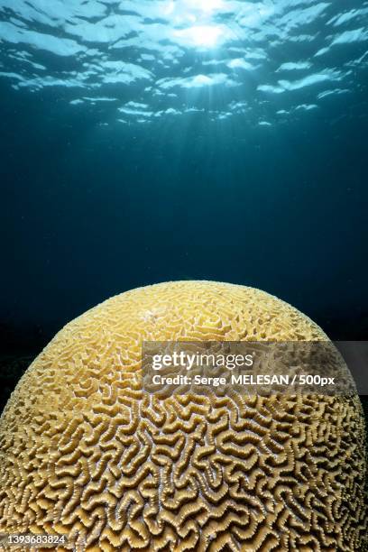 coral reef,close-up of coral in sea,mayotte - brain coral stock pictures, royalty-free photos & images