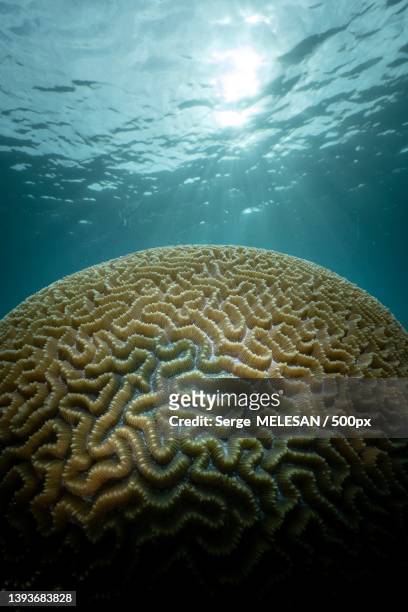 coral reef,low angle view of coral in sea,mayotte - brain coral 個照片及圖片檔