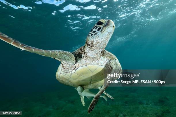 green turtle of mayotte,close-up of sea green turtle swimming in sea,mayotte - mayotte stock pictures, royalty-free photos & images