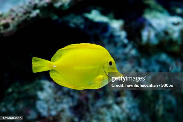 c ui gai vng,close-up of tropical saltwater yellow tang swimming in sea - pesce chirurgo foto e immagini stock