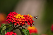 Lantana Flowers with a Bee in Flight