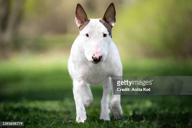 dog of breed bullterrier - bull terrier stock pictures, royalty-free photos & images