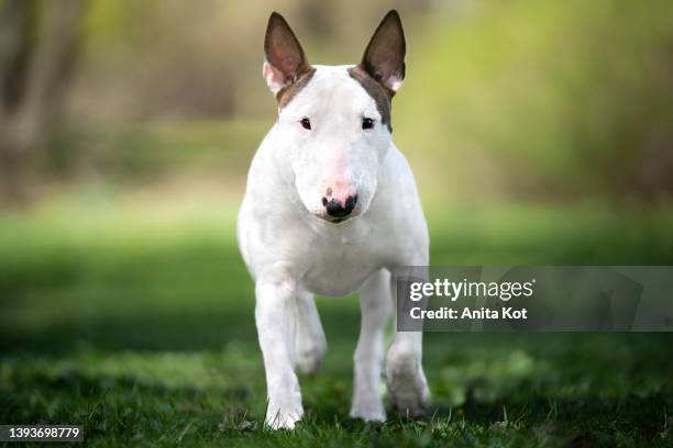 dog of breed bullterrier - bullterrier bildbanksfoton och bilder