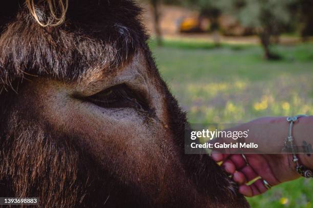 tears falling from donkey's eye - scheur grond stockfoto's en -beelden