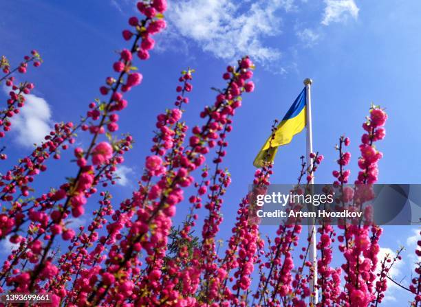 flagpole with national ukrainian flag, view through vivid rose colored flowers - kyiv spring stock pictures, royalty-free photos & images
