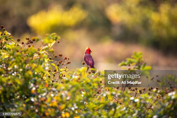 Maile Cardinal 1,866 Male Cardinal Bird Stock Photos, High-Res Pictures, and Images ...