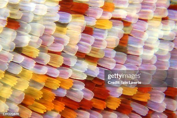 butterfly scales - animal close up stockfoto's en -beelden