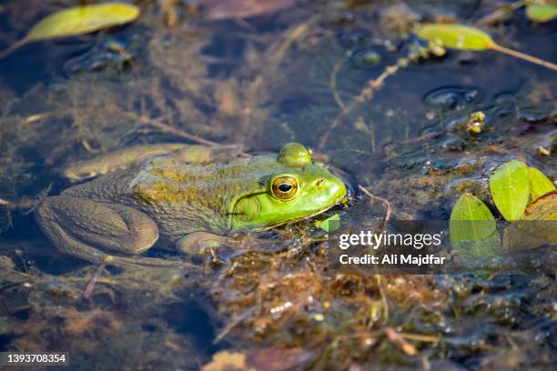 frog in swamp - bullfrog stock pictures, royalty-free photos & images
