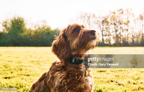 portrait of a cockapoo dog in a field - cockapoo 個照片及圖片檔