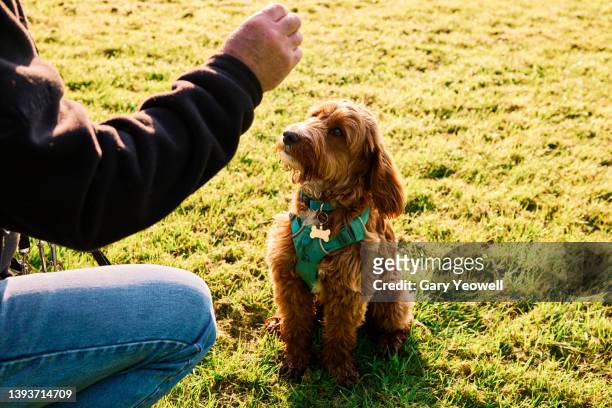 man training dog in a field - dog human hand stock pictures, royalty-free photos & images