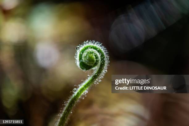 fern sprout with shining raindrops - varen stockfoto's en -beelden