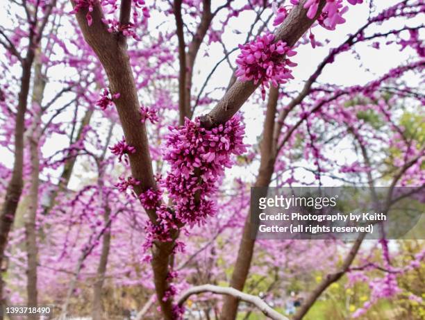 purple-pink tree flowers in full bloom - springtime in fort greene park brooklyn nyc - árvore de judas - fotografias e filmes do acervo