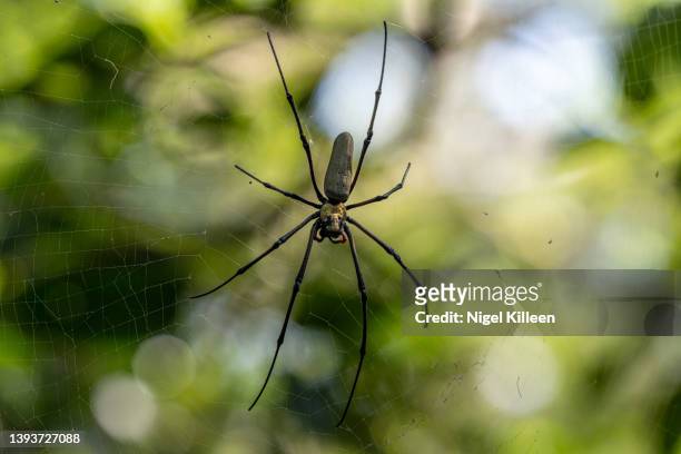 golden orb weaving - orb web spider stock pictures, royalty-free photos & images